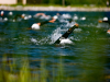 XTERRA Mountain Championship