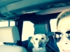 Dede Greisbauer and Piper travel to Tucson